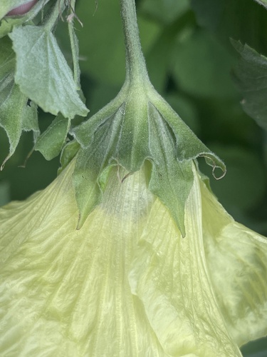 Hibiscus calyphyllus