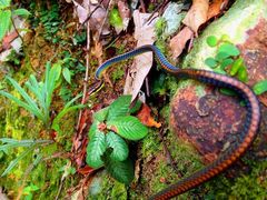 Dendrelaphis cyanochloris