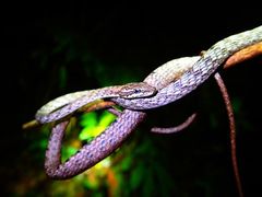 Dryophiops rubescens