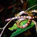 Malayan Bridal Snake - Photo (c) Gc Gan, some rights reserved (CC BY-NC)