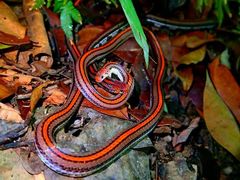 Calliophis intestinalis