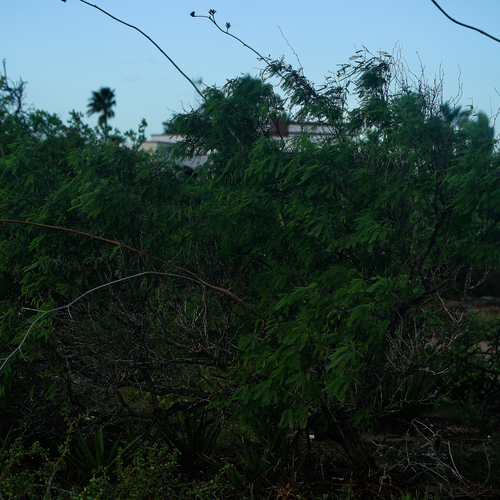 Image of Neltuma articulata by (c) Bill Levine, some rights reserved (CC BY)
