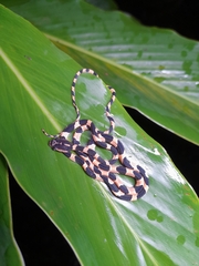 Blunt-Headed Treesnake photo 4