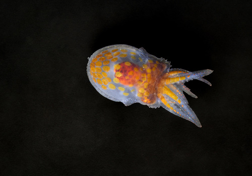 Giant Pacific Octopus photographed in Washington