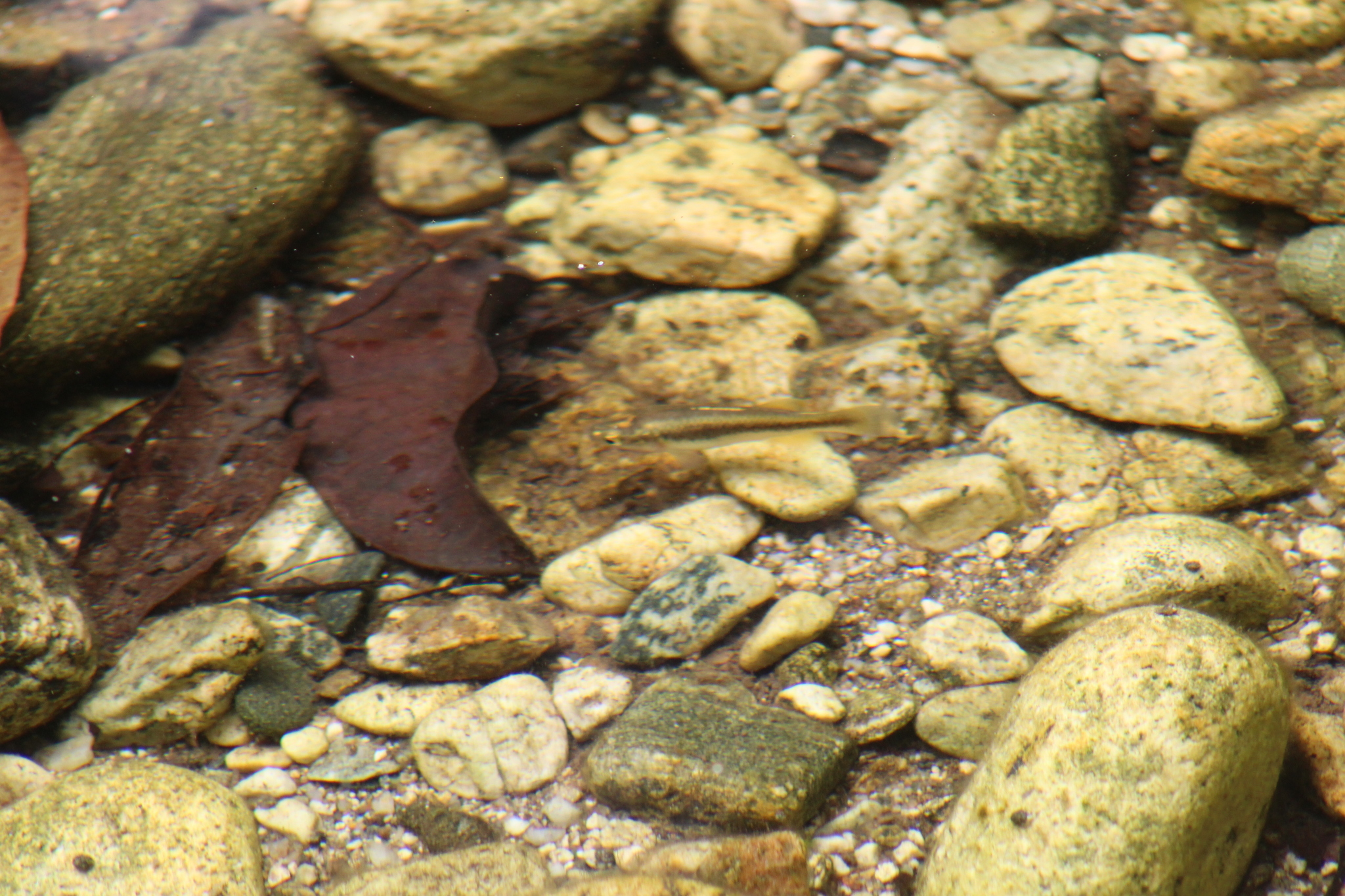 Parenti's Killifish photo 2