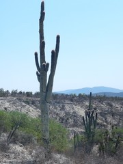 Cephalocereus macrocephalus