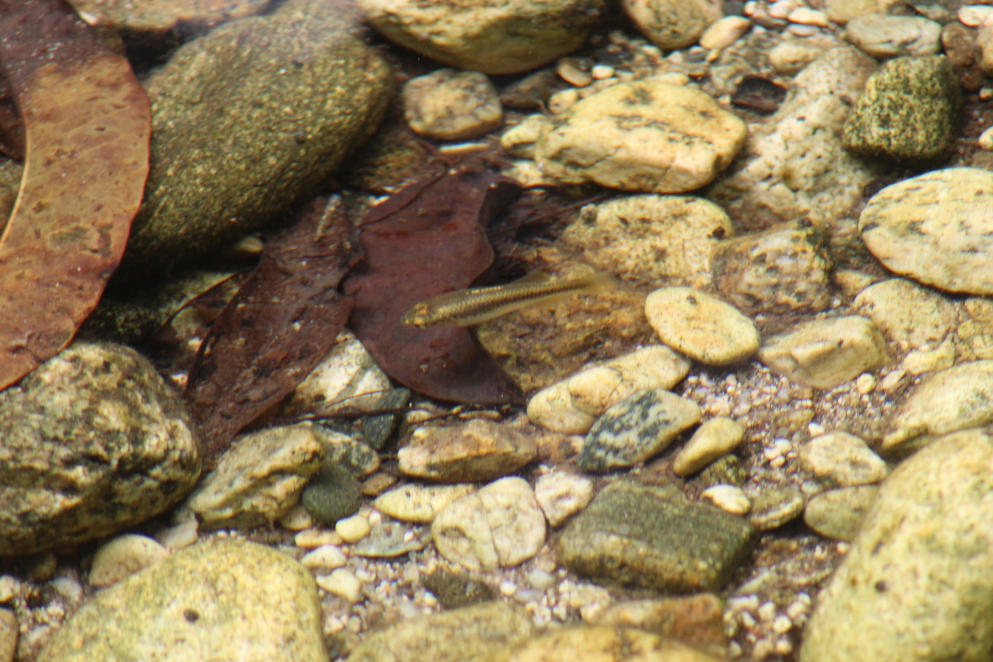 Parenti's Killifish photo 3