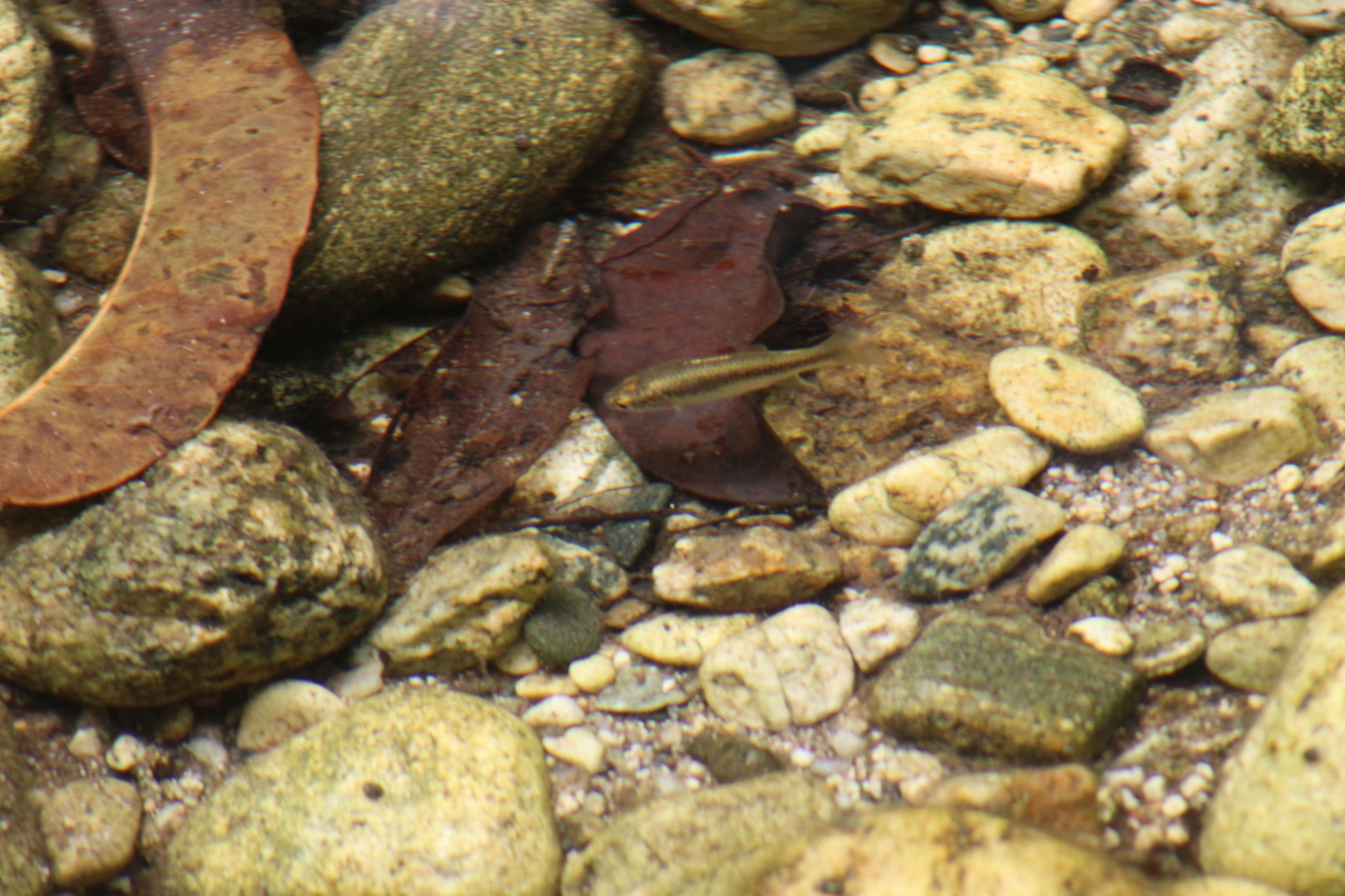 Parenti's Killifish photo 4