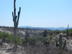 Cephalocereus macrocephalus