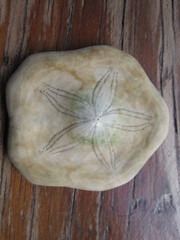 Jacksonaster depressum