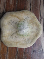 Jacksonaster depressum