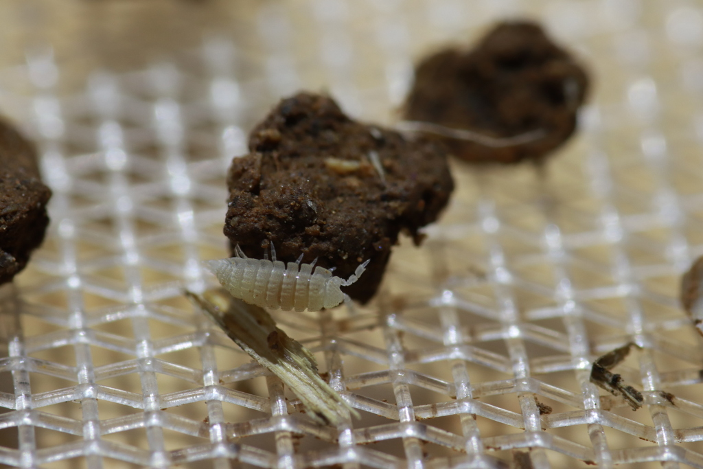 Isopod