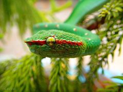 Tropidolaemus wagleri