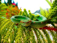 Tropidolaemus wagleri