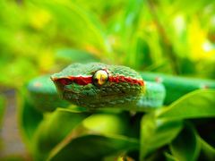 Tropidolaemus wagleri