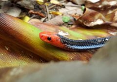 Calliophis bivirgatus