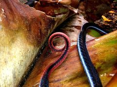 Calliophis bivirgatus