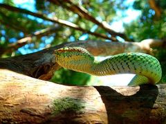 Tropidolaemus wagleri