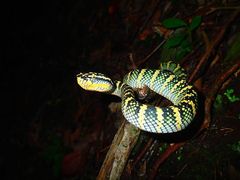 Tropidolaemus wagleri