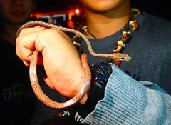 Dryophiops rubescens