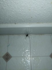 Gnaphosidae