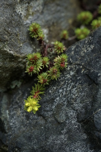Sedum beauverdii