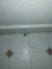 Gnaphosidae
