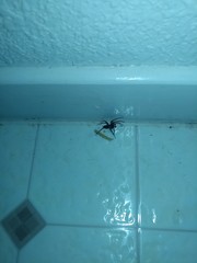 Gnaphosidae