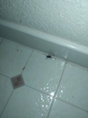 Gnaphosidae