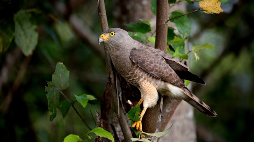 Roadside Hawk, photo 3 of 8
