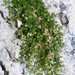 Galium perralderii - Photo (c) Errol Véla, algunos derechos reservados (CC BY-NC), subido por Errol Véla