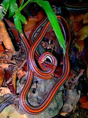 Calliophis intestinalis