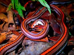 Calliophis intestinalis