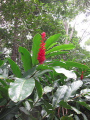 Alpinia purpurata