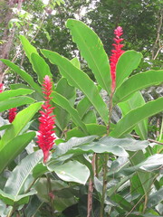 Alpinia purpurata