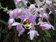Spathoglottis