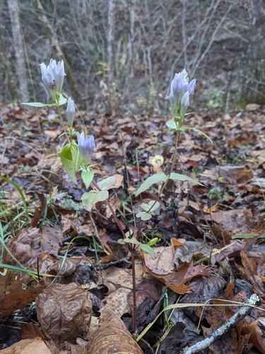 Image of Gentianella quinquefolia by (c) Alaina Krakowiak, some rights reserved (CC BY)