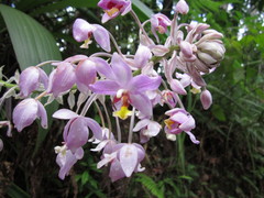 Spathoglottis