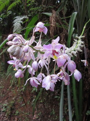 Spathoglottis