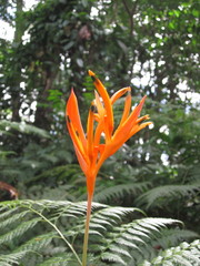 Heliconia psittacorum