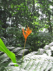 Heliconia psittacorum
