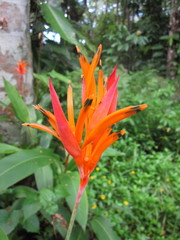 Heliconia psittacorum