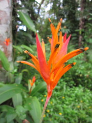 Heliconia psittacorum