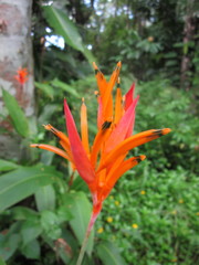 Heliconia psittacorum
