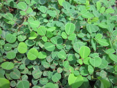 Faboideae