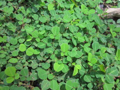 Faboideae