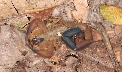 Tityus dillerorum