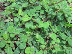 Faboideae