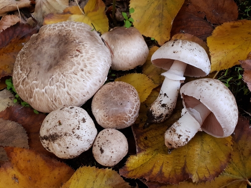 Agaricus bresadolanus