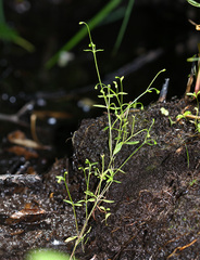 Montia fontana